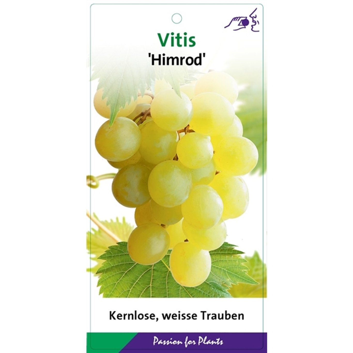 Vitis 'Himrod' - C2 60-80 CM Stick